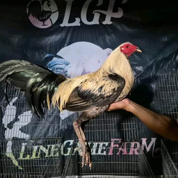 @charleslgf