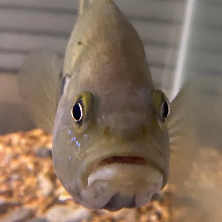 fullmersfish