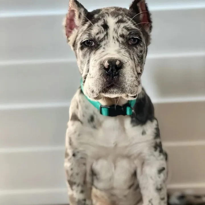 @bugattibloodlinekennels