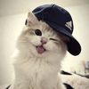 cutecatlover8172