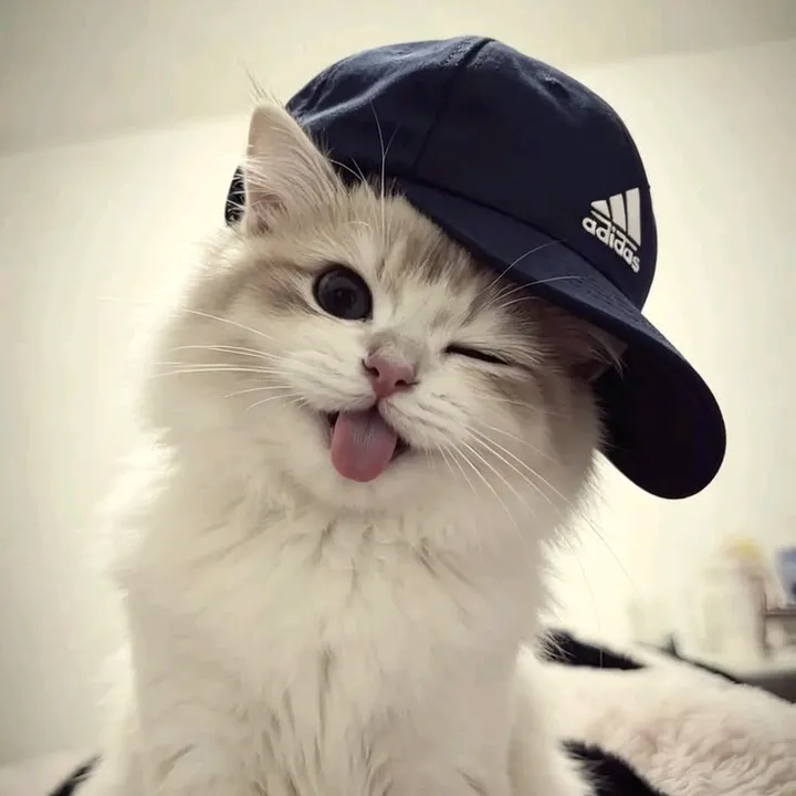 cutecatlover8172