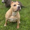 hera_the_bully22