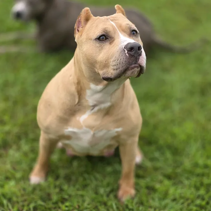 hera_the_bully22