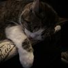 catlover313official