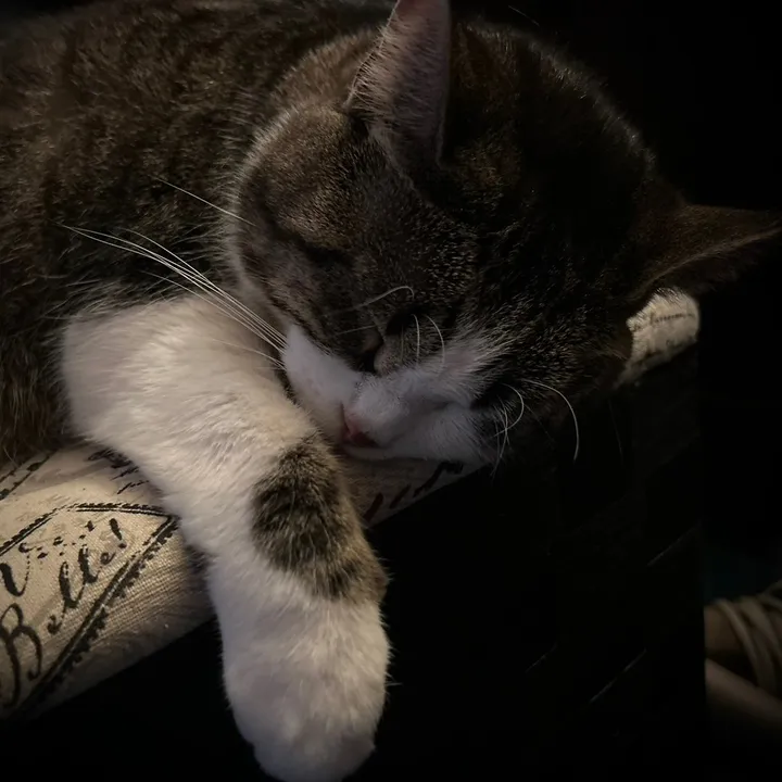 catlover313official