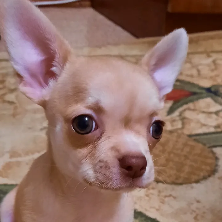 eni.pets