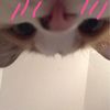 kotownicaa