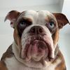 annxeloise