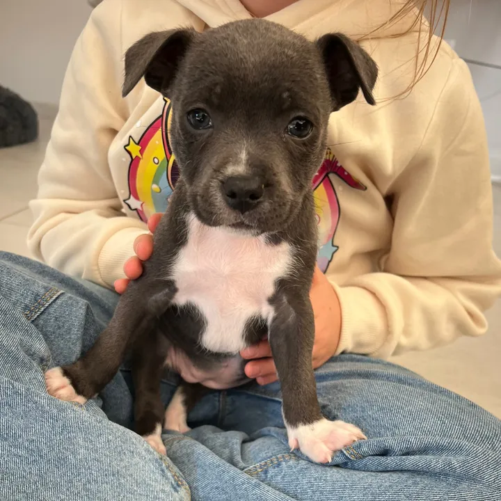 staffy.alya