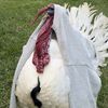 farmerandtheharpiist
