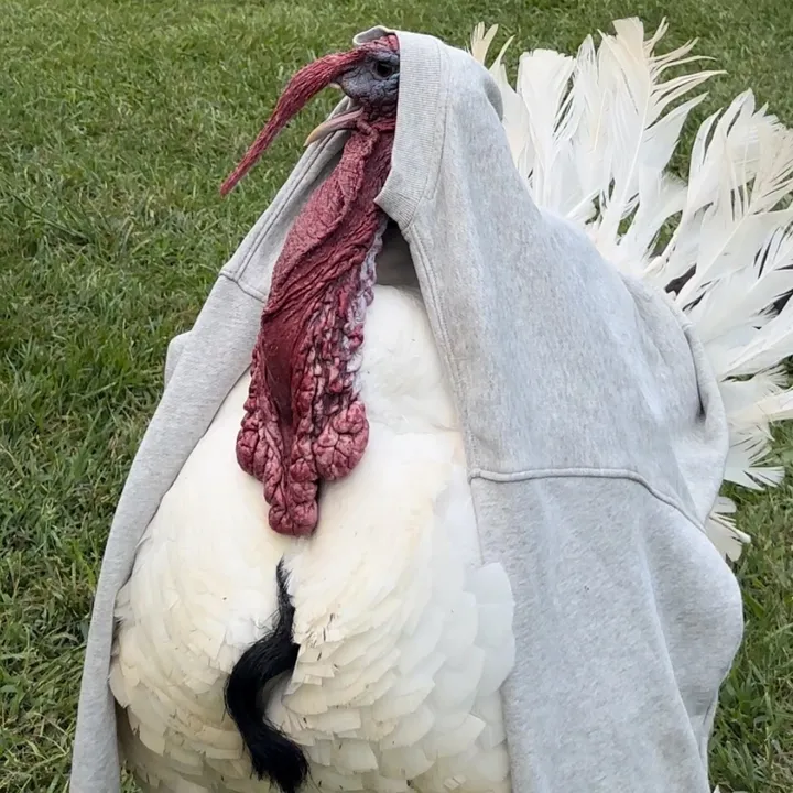 farmerandtheharpiist