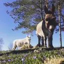 @evaldthedonkey