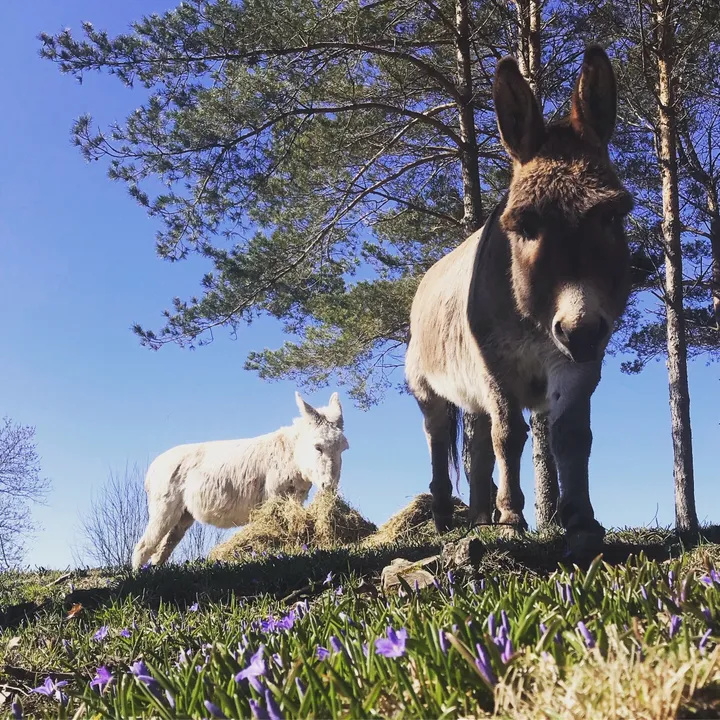evaldthedonkey