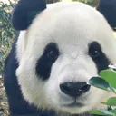 @phivan.panda