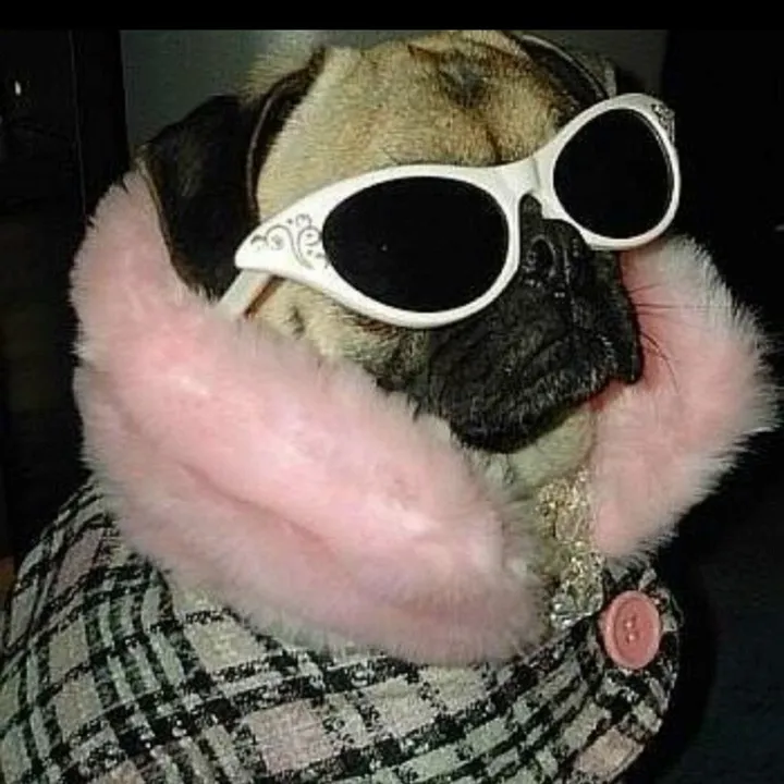 sassypuggy