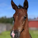 @irishsporthorses