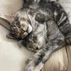 majesticmaincoon