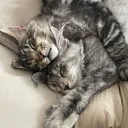 @majesticmaincoon