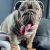 absolutebulldogs_