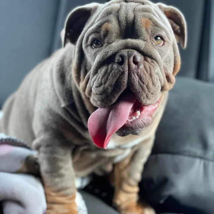 absolutebulldogs_