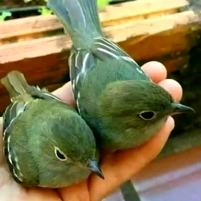@danbasigas5