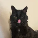 @rockytok3