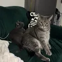 @my2blindcats