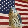 jonesfalconry