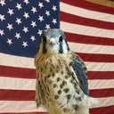 @jonesfalconry