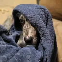 @pettenderangelsrescue