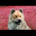 @lesjolyeurasiers