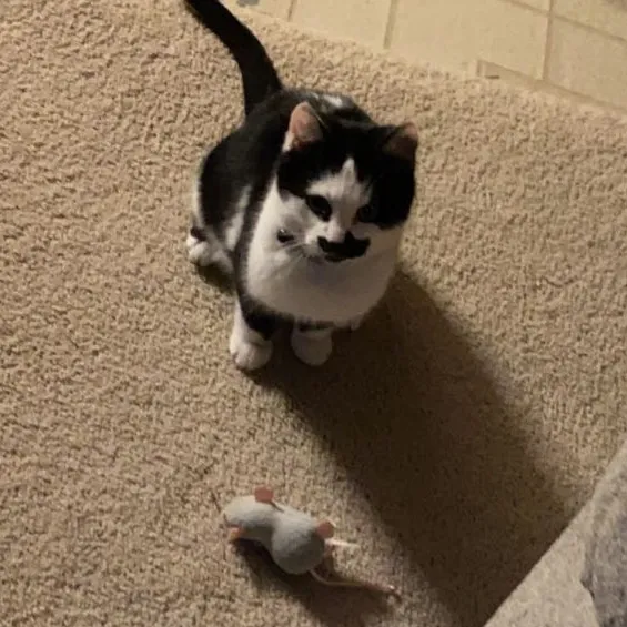 casper_meowmeow