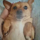 @ginaloverofdogs10