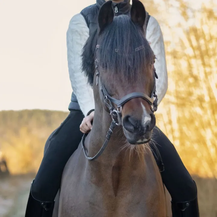 coreen.dressage