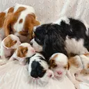 @cavalierkingcharlesparis