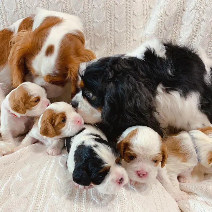 @cavalierkingcharlesparis