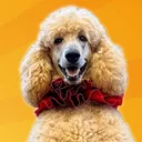 @pappythepoodle