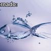 djtornadofanpage19