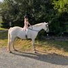 ckponies