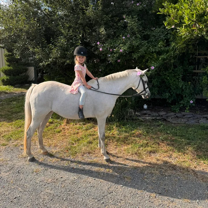 ckponies