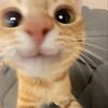 skully_thefurryk