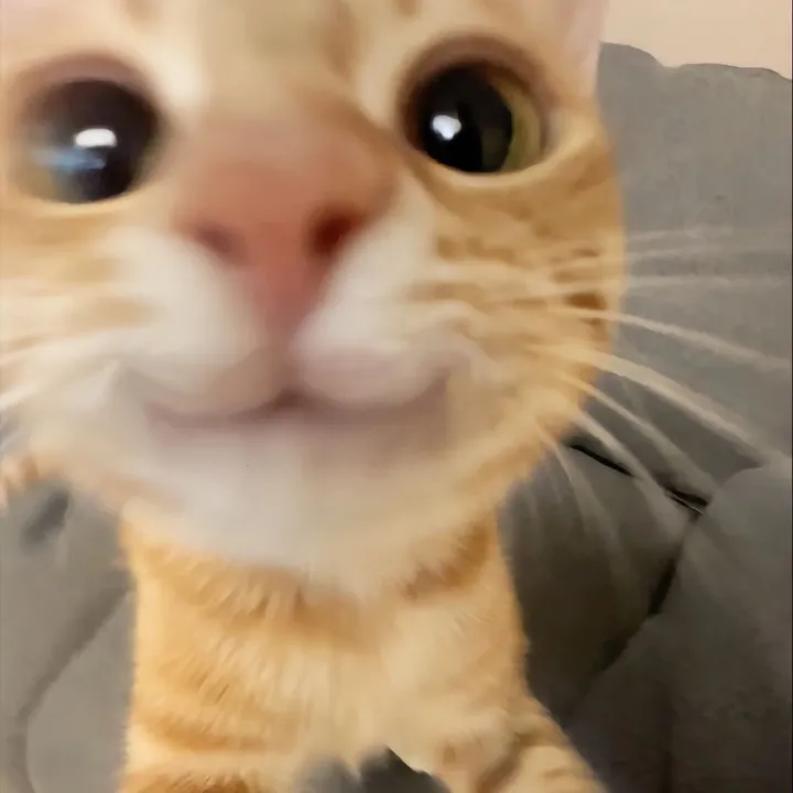 @skully_thefurryk