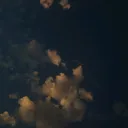 @www.n1k.com