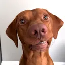@tycho.the.vizsla