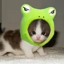 @straycattalkz