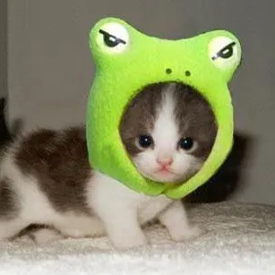 straycattalkz