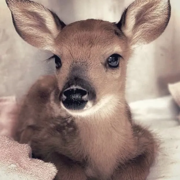 fluffymittensi