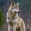 @wolf_a55