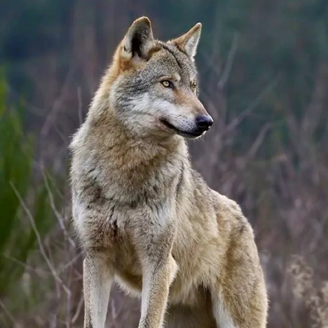 @wolf_a55