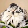 prettypigeon3